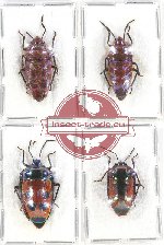 Scientific lot no. 806 Heteroptera (Scutellarinae) (4 pcs A2)