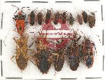 Scientific lot no. 798 Heteroptera (15 pcs)