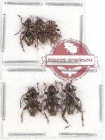 Scientific lot no. 232 Cerambycidae (6 pcs A-, A)