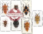 Scientific lot no. 799 Heteroptera (7 pcs)