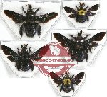 Scientific lot no. 289 Hymenoptera (Xylocopa spp.) (5 pcs - 1 pc A2)