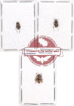 Scientific lot no. 190 Cerambycidae (3 pcs)