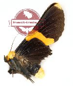 Buzara chrysomela (A2)