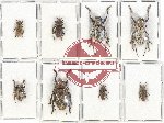 Scientific lot no. 171 Cerambycidae (8 pcs - 2 pcs A2)