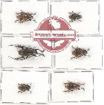 Scientific lot no. 147 Cerambycidae (6 pcs)