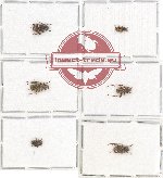 Scientific lot no. 181 Cerambycidae (6 pcs - 2 pcs A2)