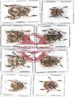 Scientific lot no. 138 Cerambycidae (8 pcs)