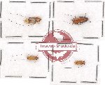 Scientific lot no. 197 Cerambycidae (Serixia spp.) (4 pcs A, A-, A2)