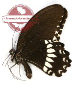 Papilio alphenor nicomachus (A-)