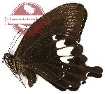 Papilio albinus yapenensis (A-)