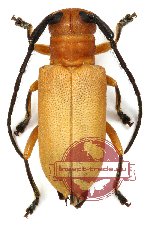 Cerambycidae sp. 26