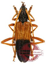 Schmidtiana violaceothoracica