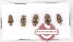 Scientific lot no. 238 Cerambycidae (Apomecyna sp. (5 pcs)