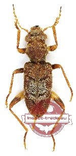 Cleridae sp. 13A