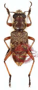 Cleridae sp. 3 (A2)