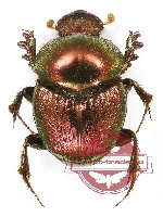 Onthophagus sp. 20 (10 pcs)