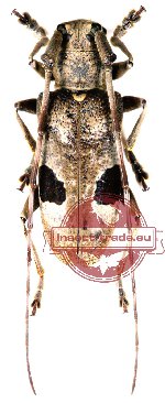 Monochamus bimaculatus