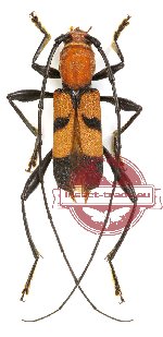 Aridaeus timorensis (A2)