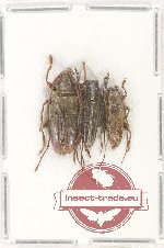 Scientific lot no. 236 Cerambycidae (3 pcs A2)