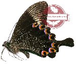 Papilio paris gedeensis (10 pcs)