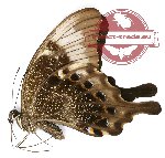 Papilio peranthus adamantius (10 pcs A-)