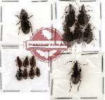 Scientific lot no. 30 Carabidae (14 pcs)