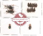 Scientific lot no. 31 Carabidae (13 pcs)
