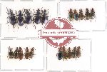 Scientific lot no. 32 Carabidae (20 pcs)