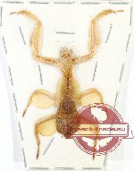 Scientific lot no. 9 Mantidae (1 pc)