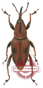 Curculionidae sp. 107 (10 pcs)