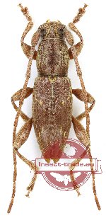 Cerambycidae sp. 78 (A-)