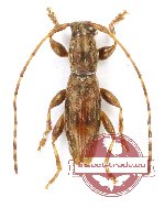 Cerambycidae sp. 80