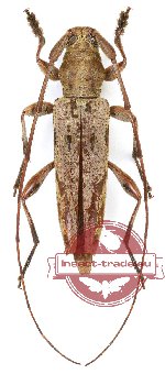 Cerambycidae sp. 76 (5 pcs A2)