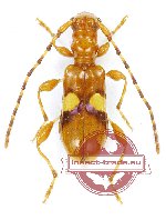 Cerambycidae sp. 79 (Zorion sp.)