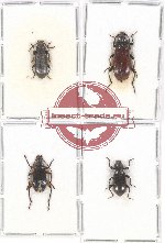 Scientific lot no. 275 Tenebrionidae (4 pcs)