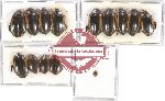 Scientific lot no. 64 Dytiscidae (14 pcs)