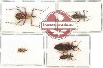 Scientific lot no. 898 Heteroptera (5 pcs)