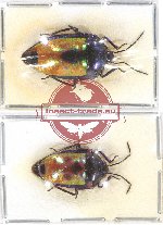 Scientific lot no. 884 Heteroptera (2 pcs)