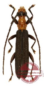 Cerambycidae sp. 48 (10 pcs A2)