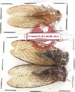 Scientific lot no. 14 Cicadidae (3 pcs)