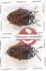 Scientific lot no. 862 Heteroptera (2 pcs)
