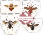 Scientific lot no. 897 Heteroptera (4 pcs)