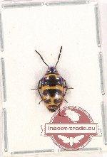 Scientific lot no. 885 Heteroptera (Chrysocoris fascialis White) (1 pc)