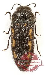 Acmaeodera guillebeaui (5 pcs)