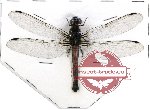 Odonata sp. 48 Libellulidae (A-)