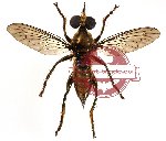Diptera sp. 5 (SPREAD) (5 pcs)