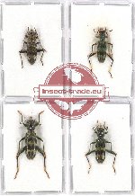 Scientific lot no. 115 Cleridae (Omadius spp.) (4 pcs)