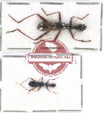 Scientific lot no. 62 Cicindelidae (2 pcs)