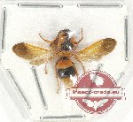 Hymenoptera sp. 121