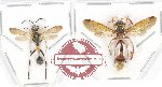 Scientific lot no. 308 Hymenoptera (2 pcs)